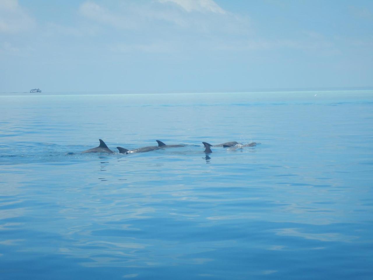 Lagoon Villa Maldives Thoddoo Ngoại thất bức ảnh